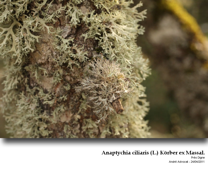 Anaptychia ciliaris (L.) Körber ex Massal. #22633