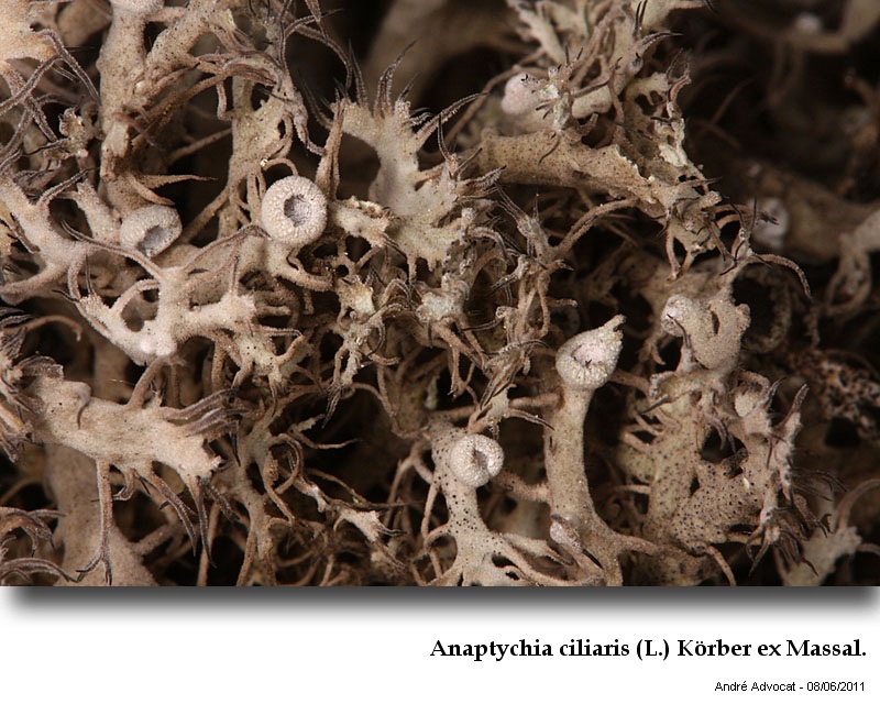 Anaptychia ciliaris (L.) Körber ex Massal. #22634