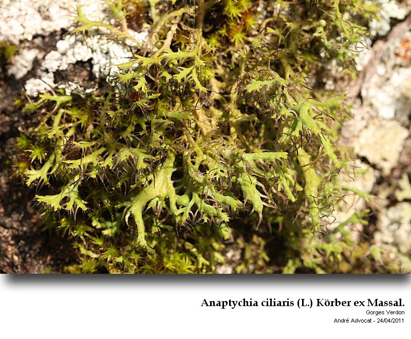 Anaptychia ciliaris (L.) Körber ex Massal. #22636