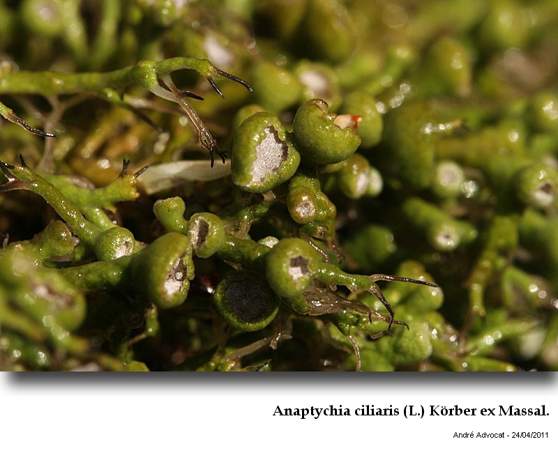 Anaptychia ciliaris (L.) Körber ex Massal. #22637