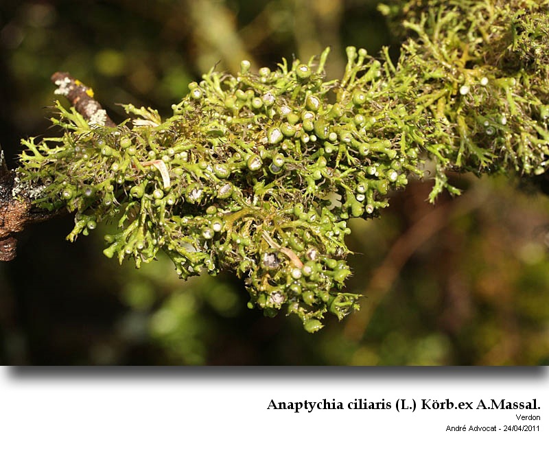 Anaptychia ciliaris (L.) Körber ex Massal. #22635