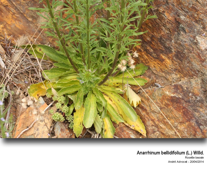 Anarrhinum bellidifolium (L.) Willd. #39317