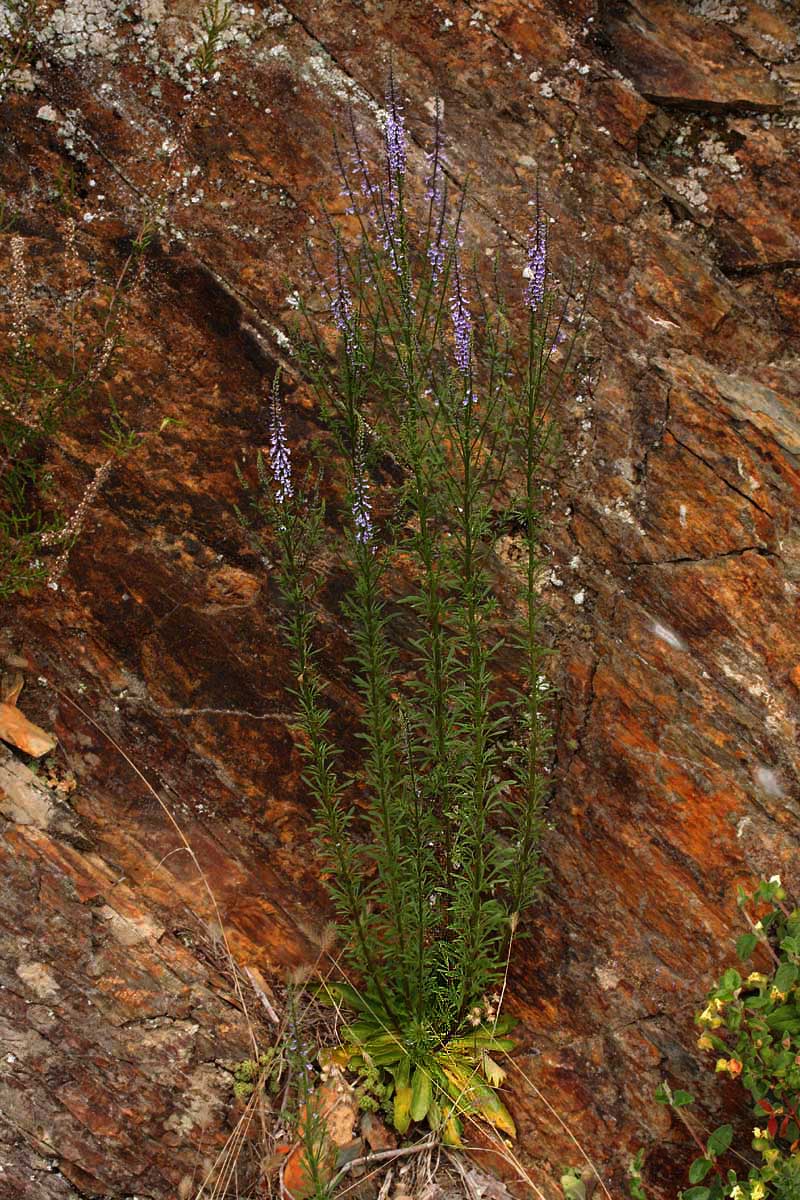 Anarrhinum bellidifolium (L.) Willd. #39314