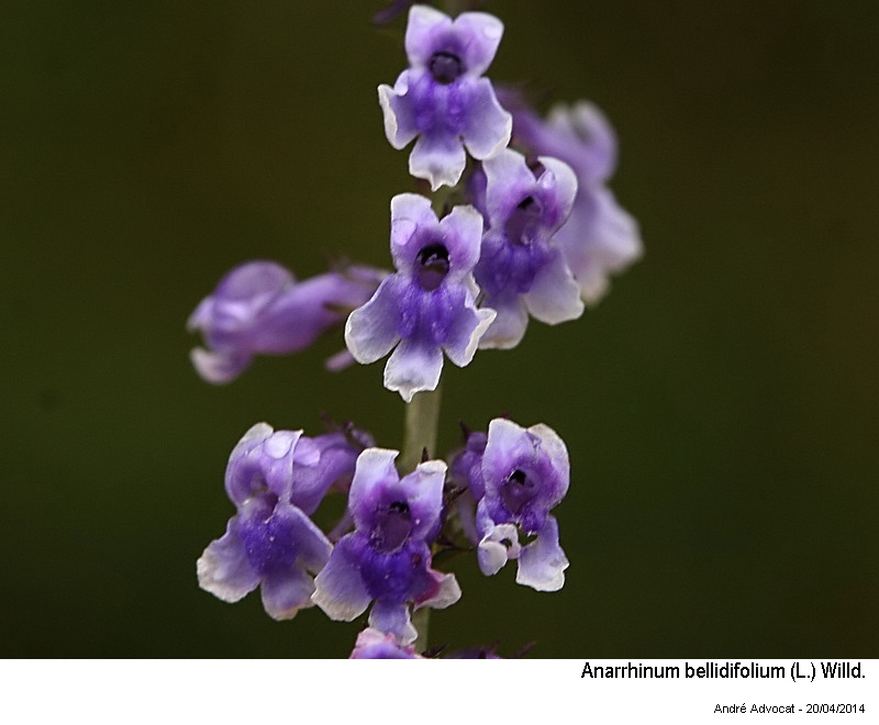 Anarrhinum bellidifolium (L.) Willd. #39315