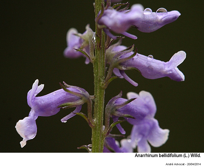 Anarrhinum bellidifolium (L.) Willd. #39316