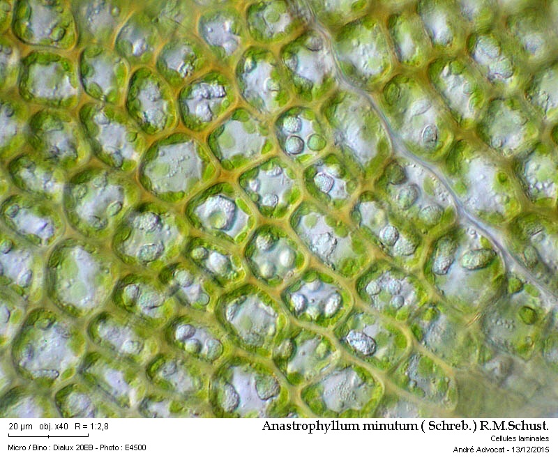 Anastrophyllum minutum ( Schreb.) R.M.Schust. #42900