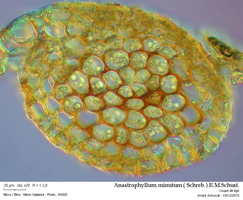 Anastrophyllum minutum ( Schreb.) R.M.Schust. #42901