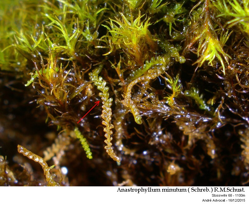 Anastrophyllum minutum ( Schreb.) R.M.Schust. #42874