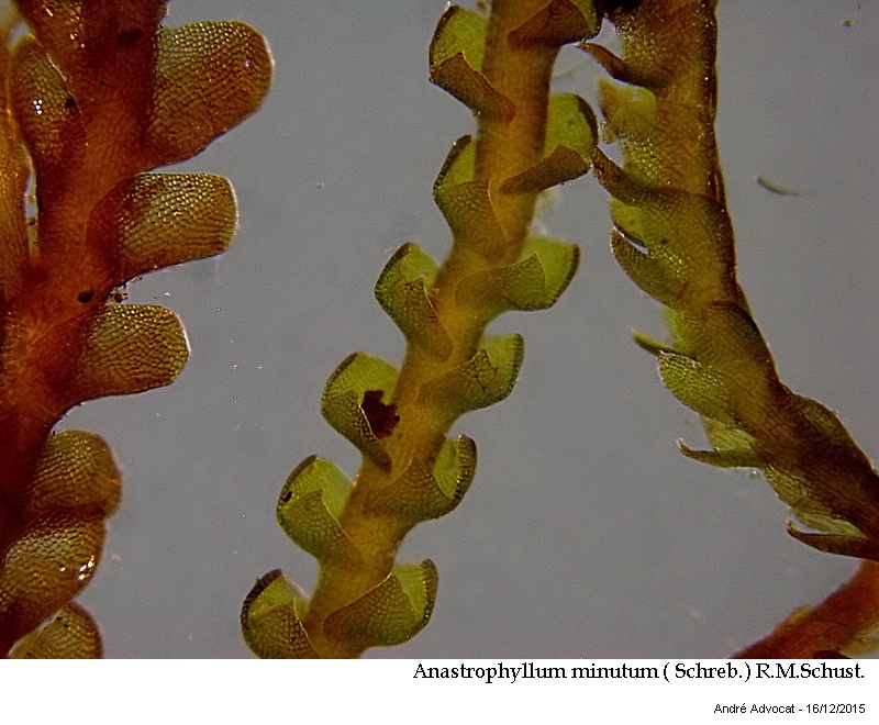 Anastrophyllum minutum ( Schreb.) R.M.Schust. #42876