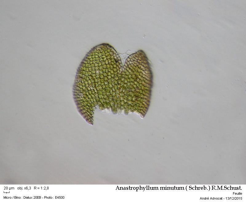 Anastrophyllum minutum ( Schreb.) R.M.Schust. #42877