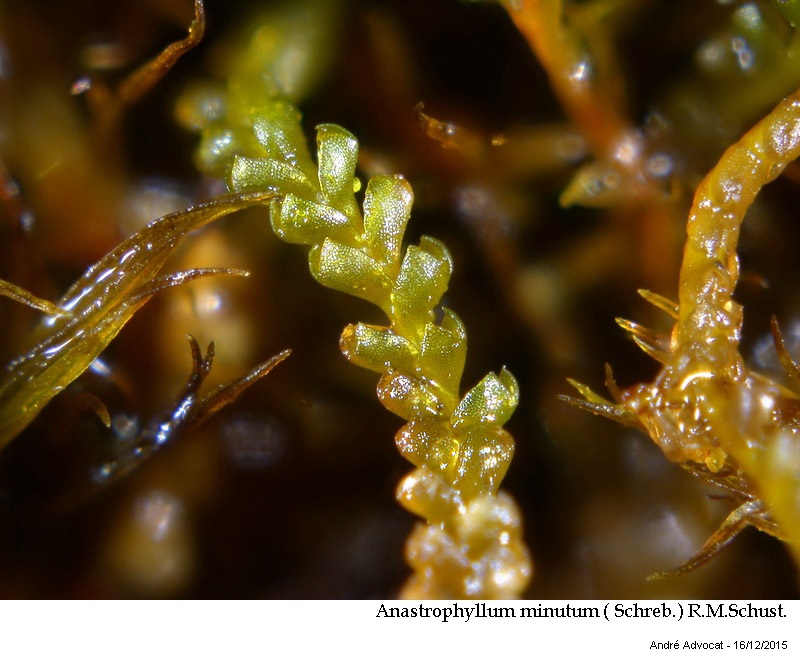 Anastrophyllum minutum ( Schreb.) R.M.Schust. #42875