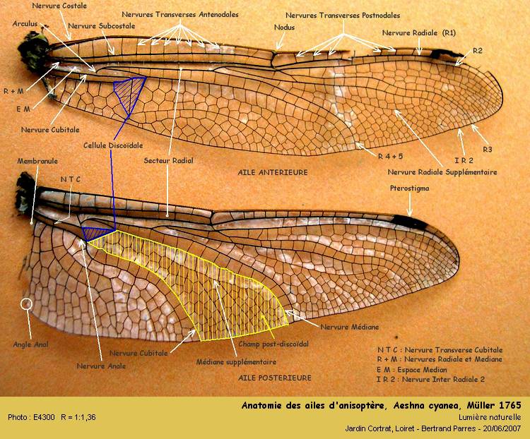 Anatomie des Anisoptères (en construction) #109