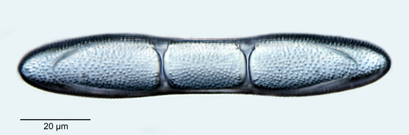 Anaulus subconstrictus #53579