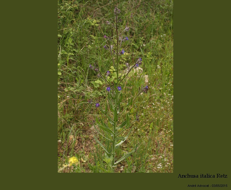 Anchusa italica Retz #41511