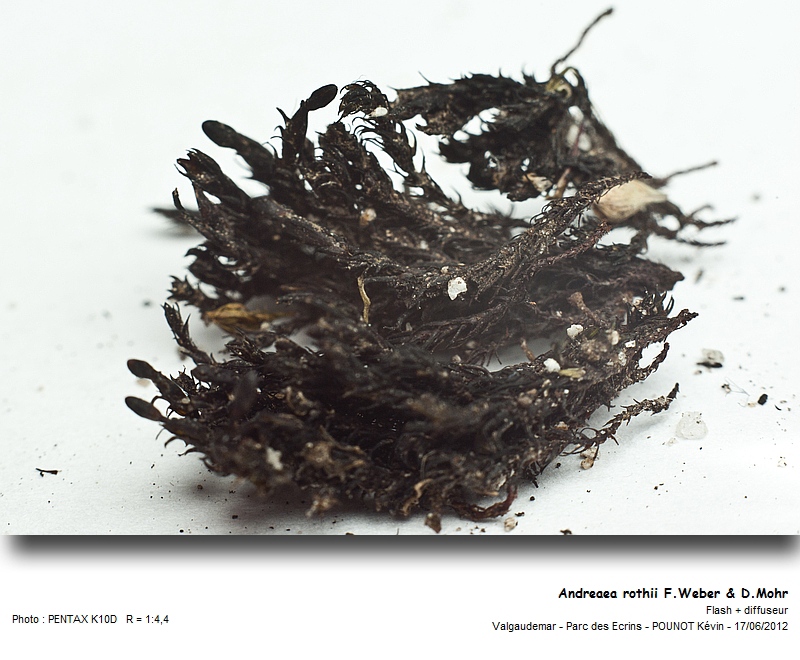 Andreaea rothii F.Weber & D.Mohr #27455