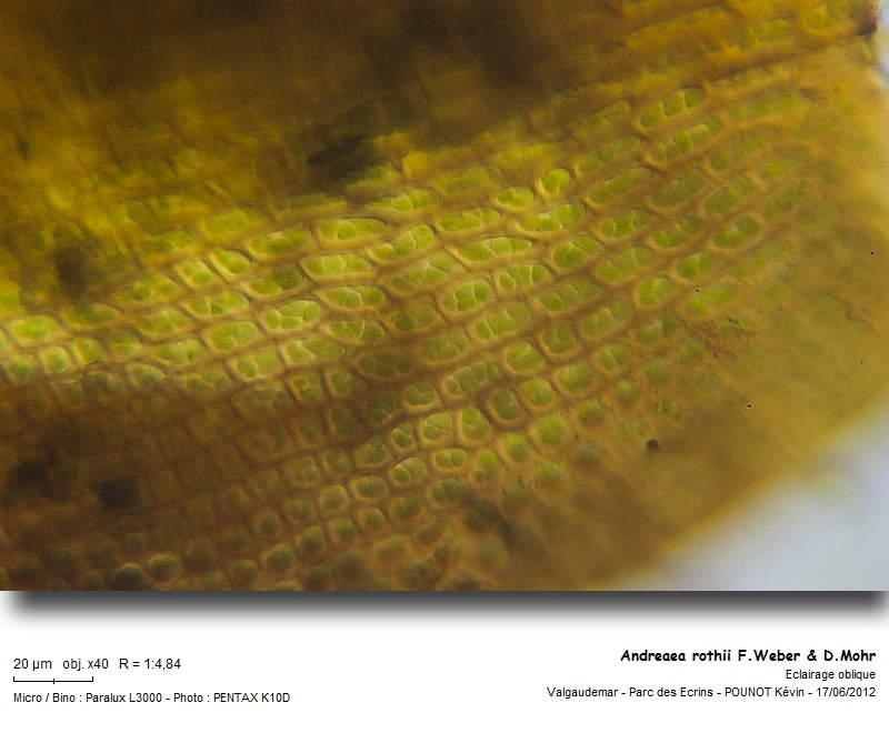 Andreaea rothii F.Weber & D.Mohr #27461