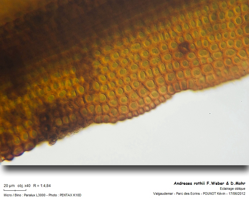 Andreaea rothii F.Weber & D.Mohr #27460