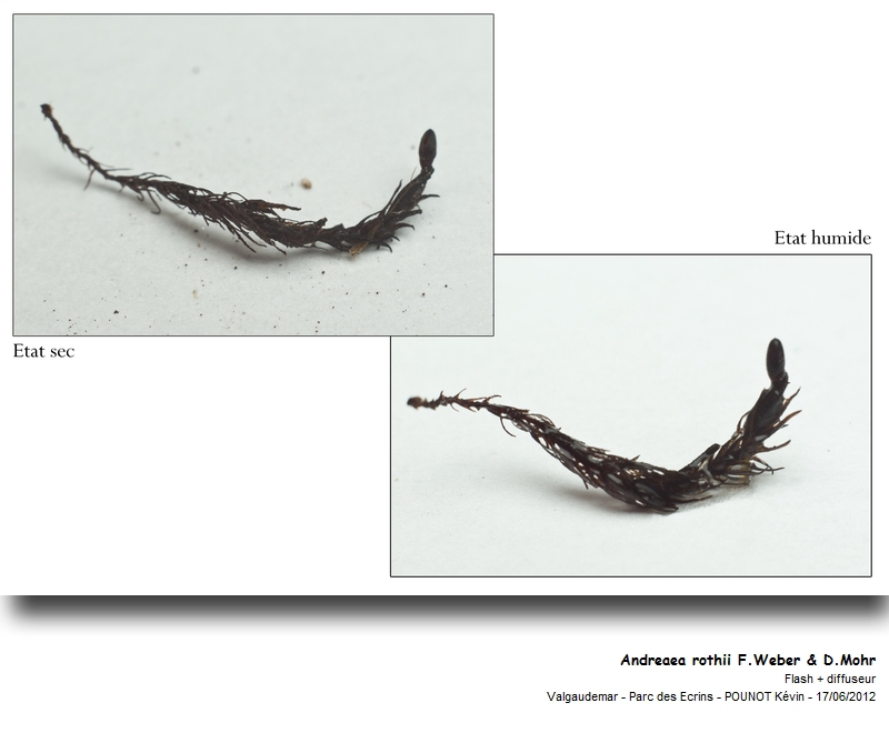 Andreaea rothii F.Weber & D.Mohr #27457