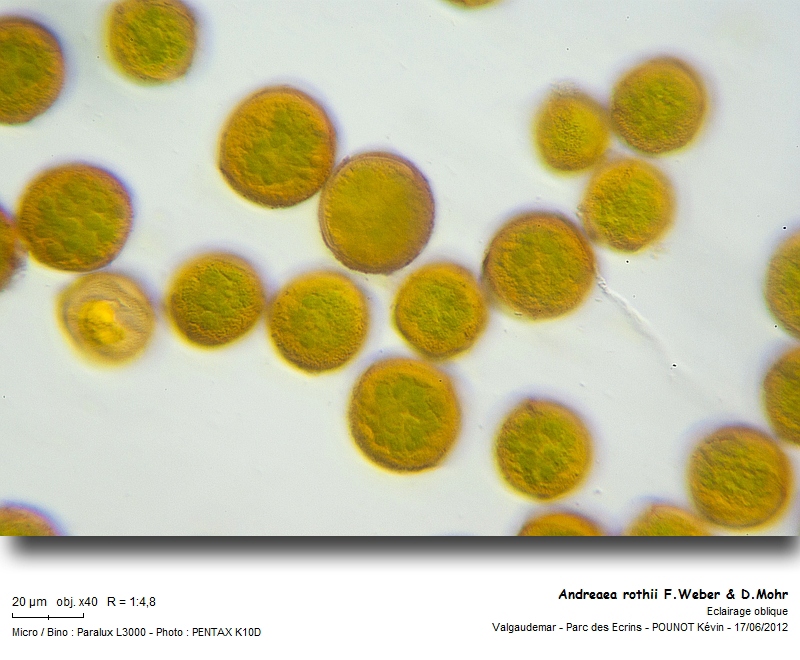 Andreaea rothii F.Weber & D.Mohr #27462