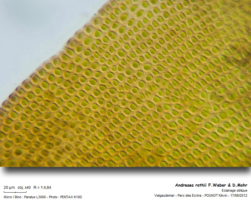 Andreaea rothii F.Weber & D.Mohr #27459
