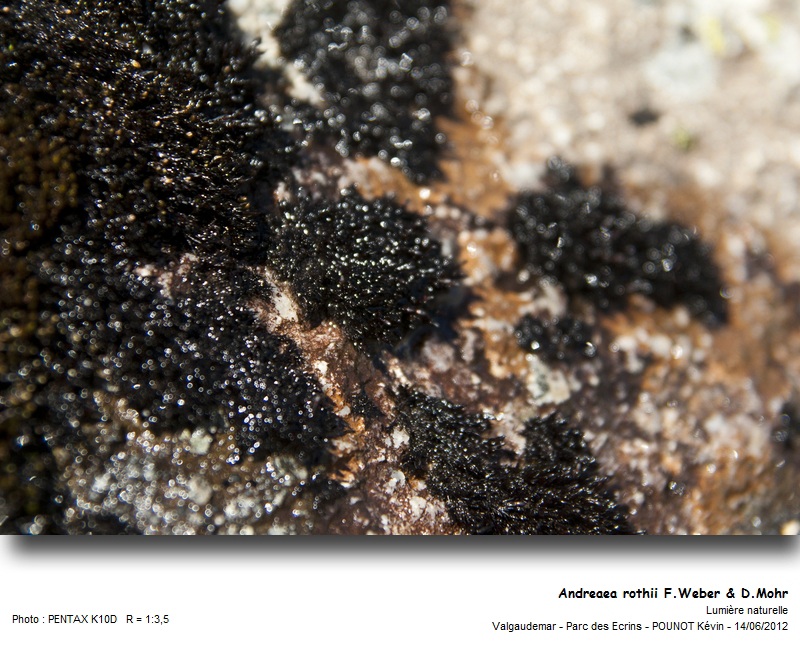 Andreaea rothii F.Weber & D.Mohr #27454