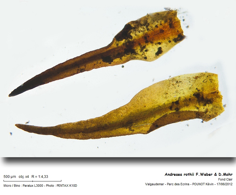 Andreaea rothii F.Weber & D.Mohr #27458