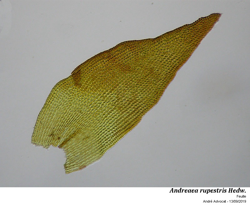 Andreaea rupestris Hedw. #60550
