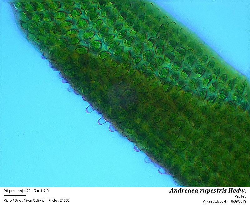 Andreaea rupestris Hedw. #60566