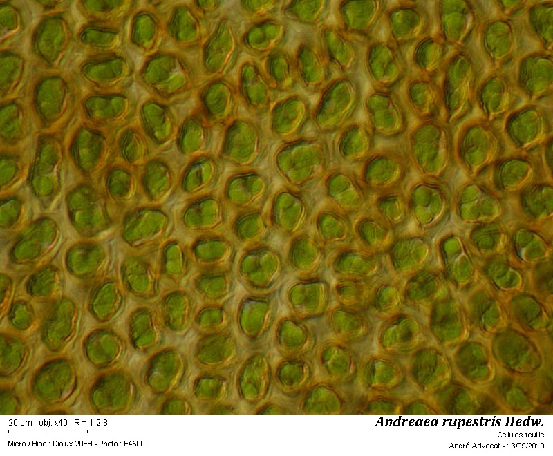 Andreaea rupestris Hedw. #60563