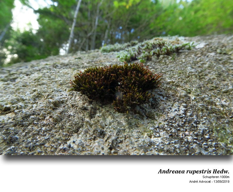 Andreaea rupestris Hedw. #60548