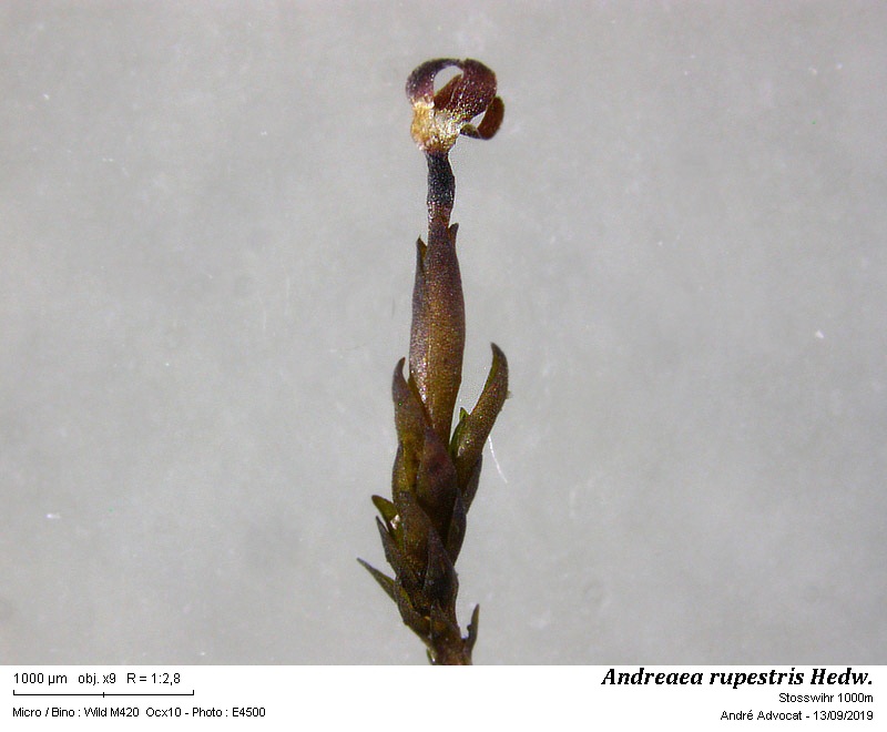 Andreaea rupestris Hedw. #60549