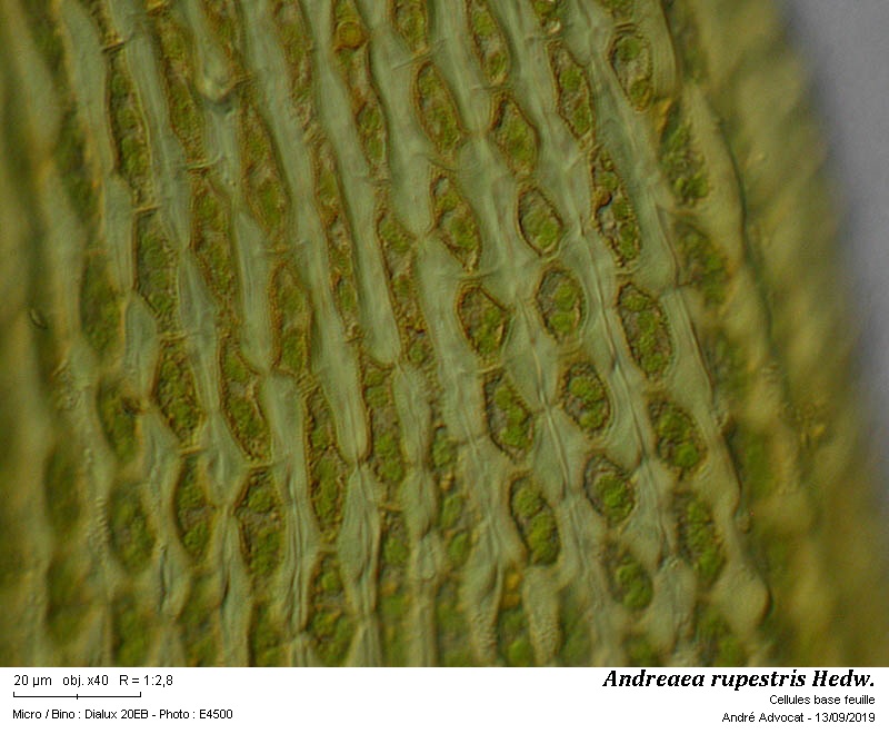 Andreaea rupestris Hedw. #60551