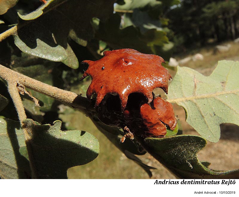 Andricus dentimitratus Rejtö ( galle du chêne) #60726