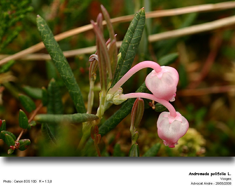 Andromeda polifolia L.  (L andromède) #4282