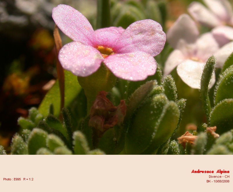Androsace alpina #6536