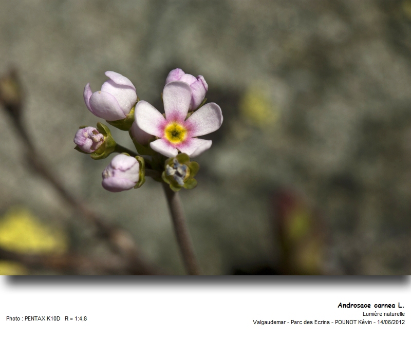Androsace carnea L. - Androsace carnée #27398