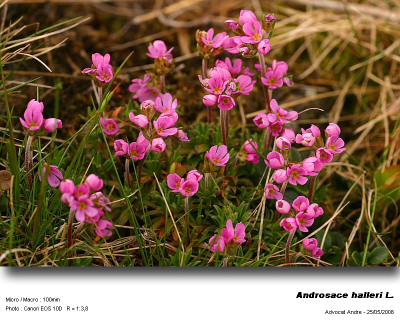 Androsace halleri L. #4092