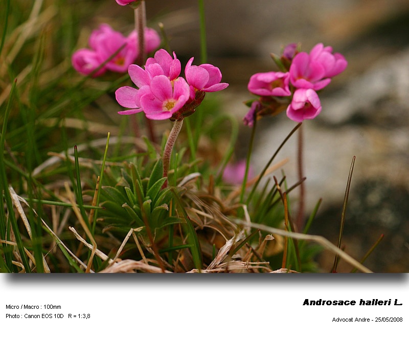 Androsace halleri L. #4093