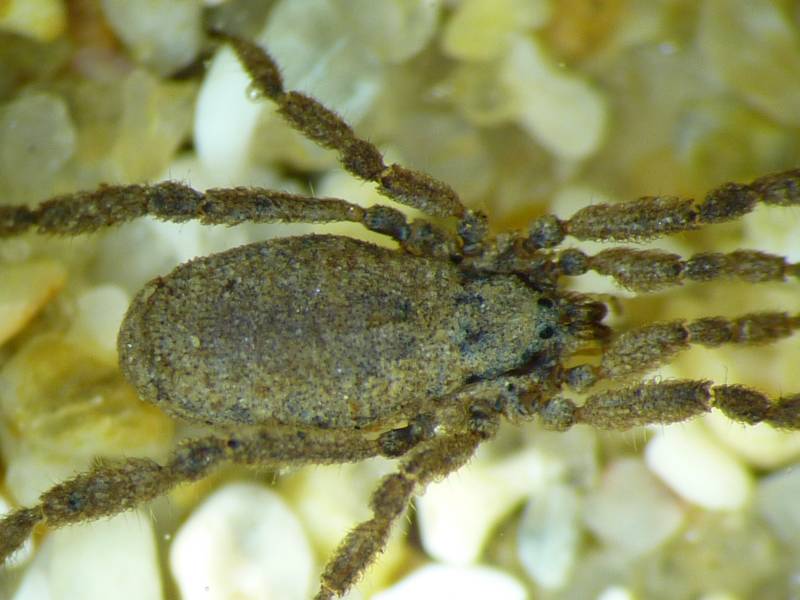 Anelasmocephalus cambridgei - Trogulidae - Opilion #14686