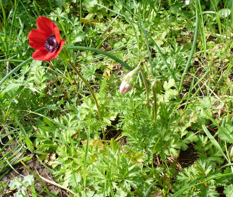 Anemone coronaria L., 1753 #30406