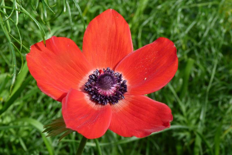 Anemone coronaria L., 1753 #30407