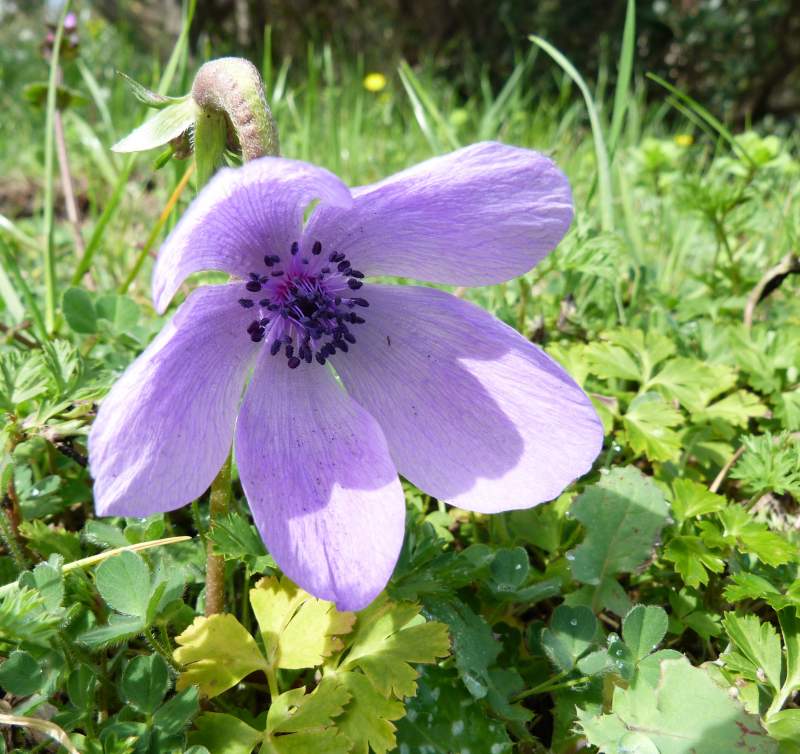 Anemone coronaria L., 1753 #30405