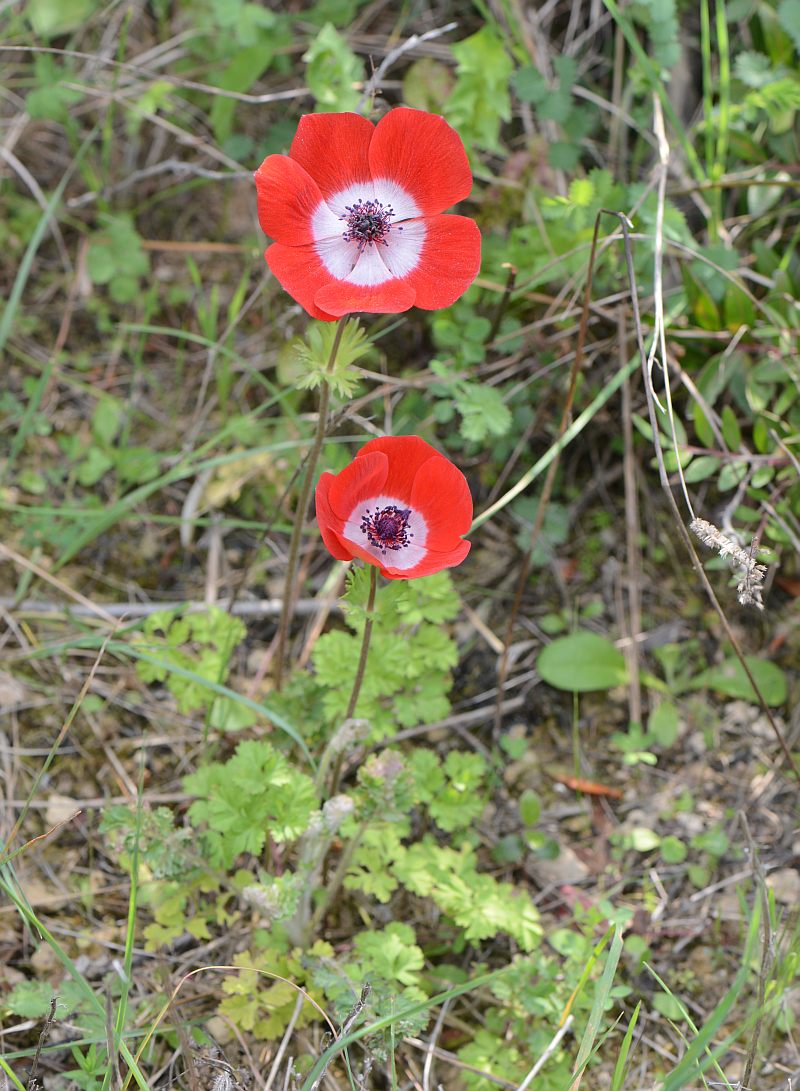 Anemone coronaria L. Anémone couronnée #37192