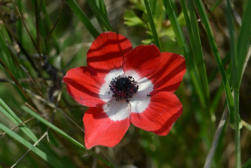 Anemone coronaria L. Anémone couronnée #37193