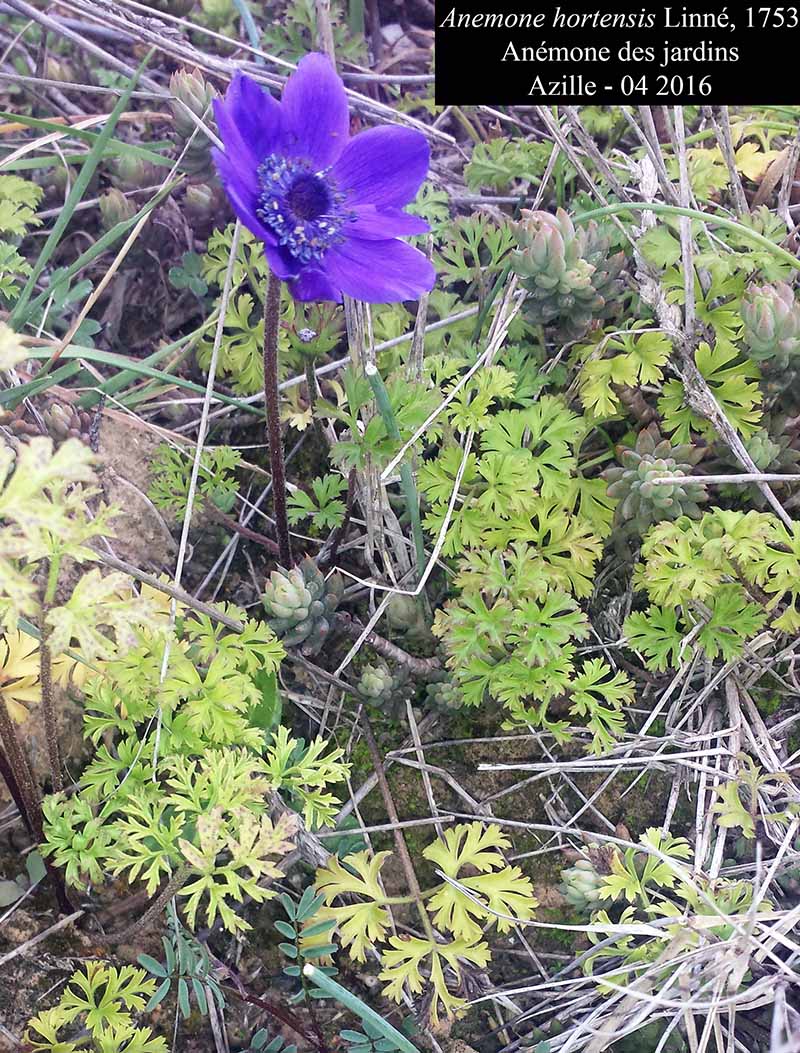 Anemone hortensis Linné, 1753 ; Anémone des jardins #44878