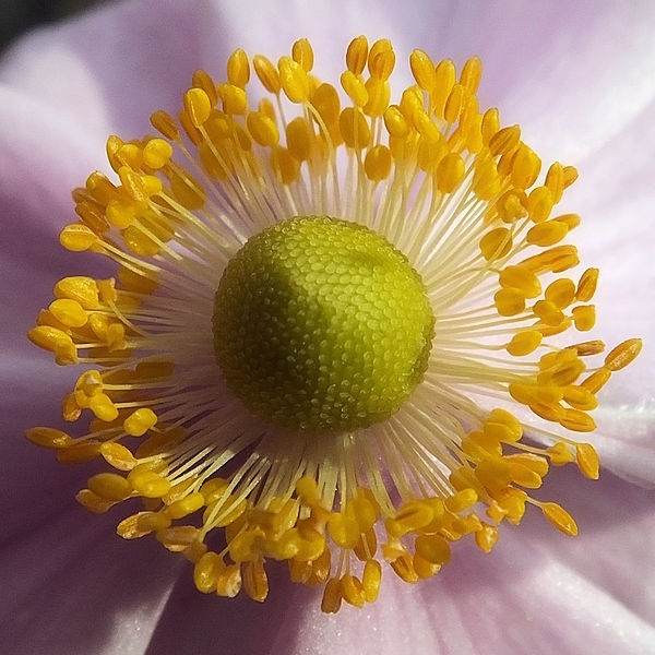 Anemone Hupehensis-Anemone du Japon #56845