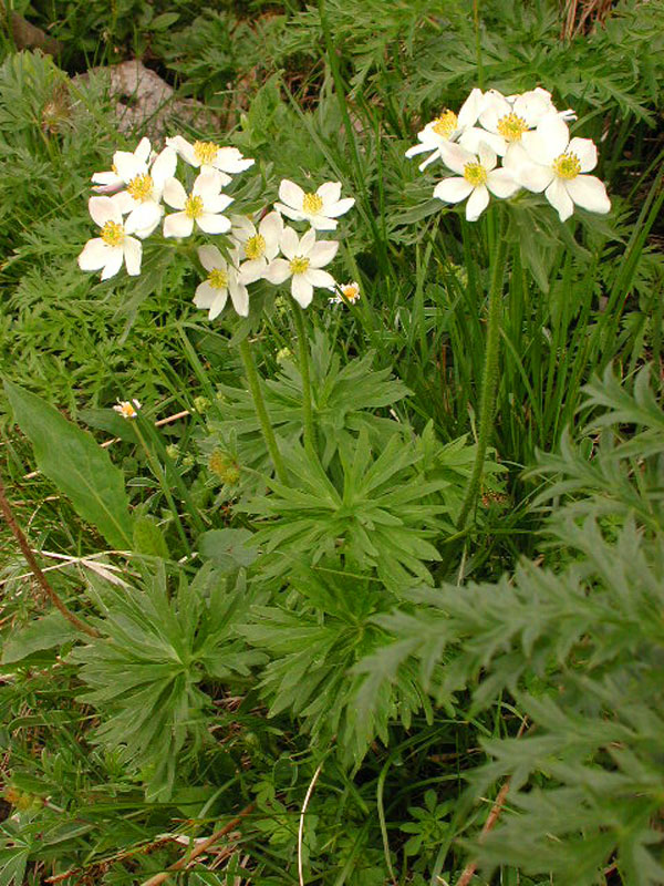 Anemone narcissiflora L. #43132