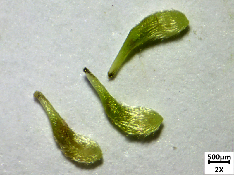 Anemone nemorosa L. , 1753  - Anémone sylvie #69878