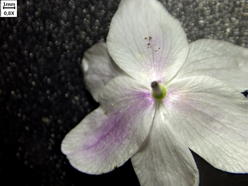Anemone nemorosa L. , 1753  - Anémone sylvie #69875