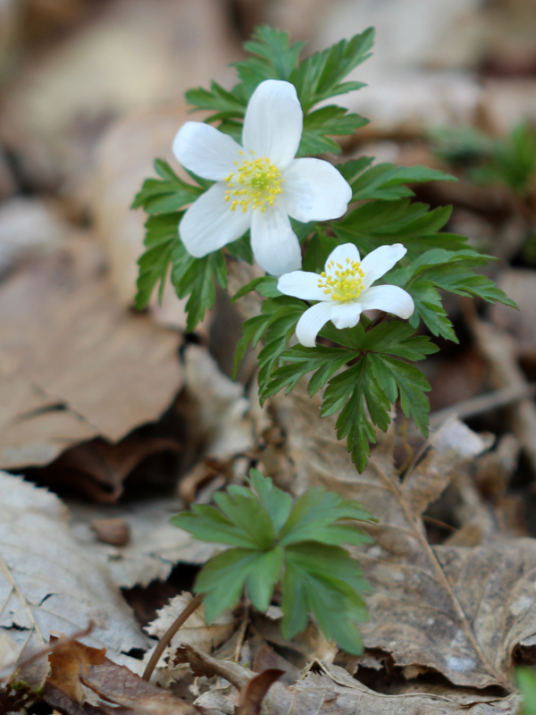 Anemone nemorosa L., 1753  - Anémone sylvie #69871